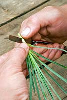 Person preparing cutting - ppropagation of Dianthus 'Laced Monarch' 