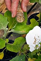 Person applying biological control  - phytoseiulus - to an aubergine plant in a greenhouse. 