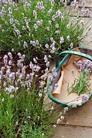 Trug with cut flowers of Lavandula angustifolia 'Miss Katherine' - Lavender 'Miss Katherine' 