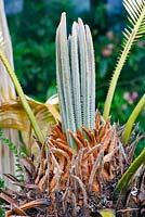 Cycas revoluta -Japanese Sago Palm