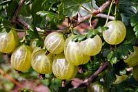 Ribes uva-crispa 'Invicta' - Gooseberry 'Invicta' 