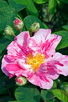 Rosa gallica 'Versicolor' - Rosa mundi