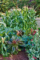 Vegetable garden with sweetcorn, courgettes, sweet peas and self-seeded Amaranthus - Love-Lies-Bleeding. 