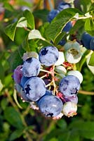 Vaccinium corymbosum 'Bluecrop' - Blueberry fruits