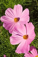 Cosmos bipinnatus 'Sonata Pink'