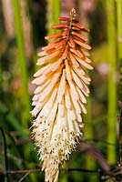 Kniphofia 'Toffee Nosed' - Red-hot Poker