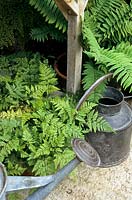 Davallia maresii - Squirrel's foot fern - under a greenhouse bench with watering cans. 