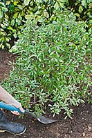 Person transplanting a shrub Drimys lanceolata - Mountain Pepper.
