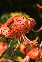 Lilium lancifolium - Tiger Lily
