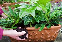 Person planting pair of Blechnum spicant - Hard fern - into a trough with Fatsia japonica - Japanese aralia. 