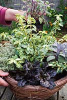 Gardener adding Salvia officinalis 'Tricolor' to hanging basket containing Euonymus fortunei 'Golden Harlequin', Thymus vulgaris 'Silver Posie' and Ajuga reptans 'Caitlin's Giant'. 