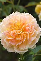 Rosa Molineux 'Ausmol' - Rose 'Molineux'
 