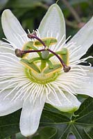 Passiflora caerulea 'Constance Elliott' - Passion Flower 'Constance Elliott'