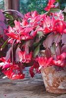Sclumbergera truncata - False Christmas Cactus flowering. 