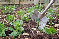 Person digging in green manure into a vegetable garden. 