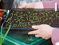 Person placing a tray of parsley seedlings into a propagating case. 
