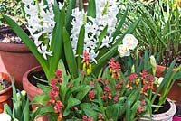 Lachenalia and Hycinthus displayed on a greenhouse bench. 