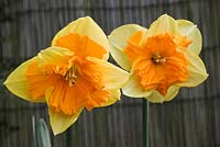 Narcissus 'Mondragon' - Daffodil 'Mondragon'