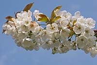 Prunus avium 'Merton Glory' - Cherry 'Merton Glory'