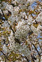 Prunus avium 'Merton Glory' - Cherry 'Merton Glory'