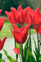 Tulipa 'Pieter de Leur' - Tulip 'Pieter de Leur'