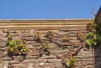 Vitis vinifera - Grape Vine - against a wall at Hestercombe Garden, Somerset, UK.
