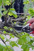Person cutting back Tilia x euchlora - Caucasian lime
