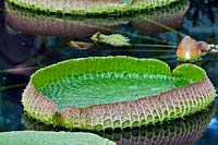 Victoria cruziana - Santa Cruz Water Lily 