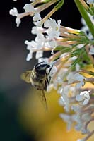 Hoverfly on a white flowered buddleja