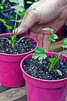 Young coriander plants - Coriandrum sativum