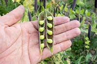 Pisum sativum 'Ezetha's Blauwschok' - Pea plants harvested at an allotment.