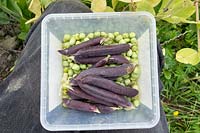 Harvested and shelled peas - Pisum 'Ezetha's Blauwschok'
