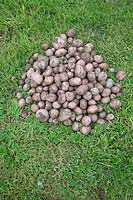 Pile of harvested potatoes - Solanum tuberosum 'Koopmans Blauwe' - Koopmans blue

