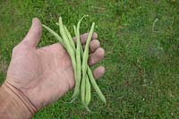 Person holding harvested Phaseolus vulgaris 'Argus' - Dwarf French Bean 