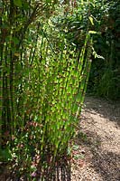 Equisetum hyemale - Horsetail Reed