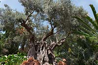 Olea europaea - 1000 year old Olive Tree - Monte Tropical Garden, Madeira. 