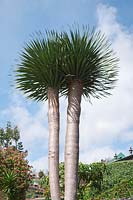 Dracaena Marginata - Dragon Tree,  Madeira