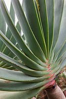 Kumara plicatilis - Aloe plicatilis