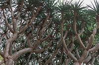 Dracaena draco ssp.draco - Canary Islands dragon tree