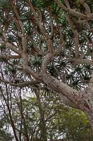 Dracaena draco ssp.draco - Canary Islands dragon tree