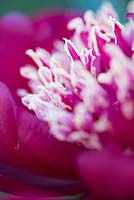 Paeonia lactiflora 'Charles Burgess'