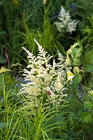 Mixed border with white Astilbe and Carex muskingumensis. The South West Water Green Garden at RHS Hampton Court Palace Flower Show 2018 