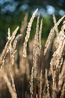Calamagrostis x acutiflora 'Karl Foerster' - Feather reed-grass 