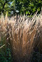 Calamagrostis x acutiflora 'Karl Foerster'- Feather reed-grass 'Karl Foerster'
