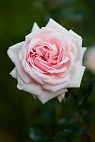 Rosa 'Awakening' - Rambling fragrant rose
