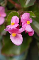 Begonia 'Tophat Pink'