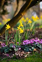 Narcissus 'February Gold' AGM and Cyclamen coum in Spring. 