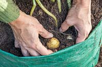 Woman lifting tubers from compost in potato sack