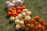 Rows of Pumpkins and Squash of different varieties including Pumpkin 'White Bear' and Pumpkin 'The Big Max' , Pumpkin 'Kamo Kamo'