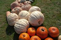 Rows of Pumpkins and Squash of different varieties including Pumpkin 'White Bear' and Pumpkin 'The Big Max'